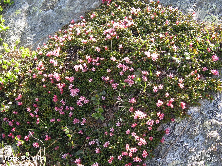 10 Azalea delle Alpi-Loiseleuria procumbens.JPG - 10 Azalea delle Alpi-Loiseleuria procumbens